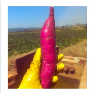 Batatas frescas al por mayor, producto agrícola de exportación cultivado y empaquetado con cuidado - Product Image 3