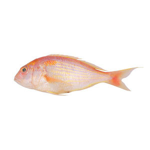 Pescado rojo congelado con procesamiento higiénico y logística de cadena de frío segura - Product Image 5