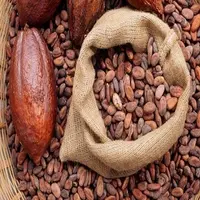 Dried Raw Cocoa Beans, Ariba Cacao Beans