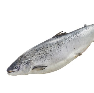 ปลาแซลมอน/ปลาแซลมอนสดแช่แข็งสำหรับขายในราคาที่ดีที่สุด - Product Image 6