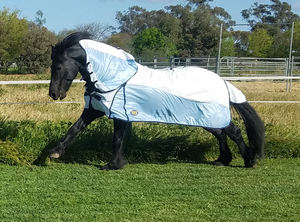 ออสเตรเลียม้าบินแผ่น/ออสเตรเลียม้าฤดูร้อนแผ่น/ออสเตรเลียม้าพรม - Product Image 6