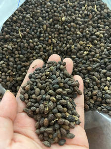 2024 GRAINES DE PAPAYE SÉCHÉES MEILLEURE QUALITÉ DU VIETNAM À L'ALLEMAGNE ÉTATS-UNIS MARCHÉ MS AMELIA HUYNH + 84855014447 AU MEILLEUR PRIX - Product Image 3