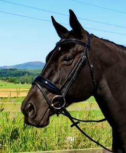 Bride de nez flash anatomique Bride de tête Bride de nez BREVET Bride de cheval en cuir véritable de haute qualité Vente en gros personnalisée - Product Image 5