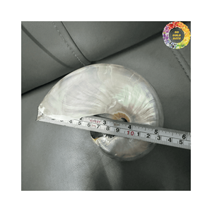 Conchas de Nautilus en Paquete a Granel, Excelente Valor para Proyectos de Decoración a Gran Escala y Negocios de Artesanía - Product Image 3