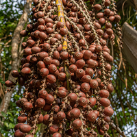 Poudre de fruit d'Aguaje péruvien riche en vitamines, cultivée en pleine nature, lyophilisée, qualité alimentaire, certifiée HACCP, durée de conservation de 36 mois, vente en gros