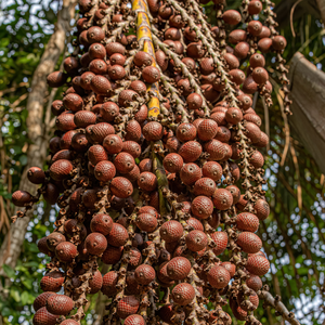 Venta al por mayor de fruta de aguaje peruana rica en vitaminas, polvo liofilizado cultivado salvaje, grado alimenticio para embalaje de bolsa de bienestar energético - Product Image 5