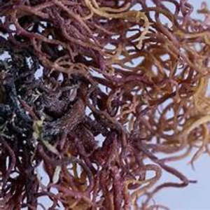 Musgo marino seco de alta calidad al mejor precio con embalaje OEM de Vietnam - Product Image 1