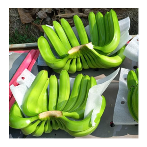 G9กล้วยเขียวเกรด A ออร์แกนิคสีเขียวเกรด A ใหม่ช่วยในการเพาะปลูก - Product Image 3