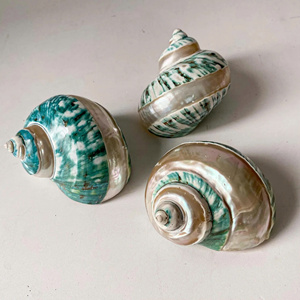 เปลือกหยกเทอร์โบธรรมชาติสำหรับตกแต่งตู้ปลาและตกแต่งชายฝั่งด้วยสีที่เป็นเอกลักษณ์ - Product Image 4