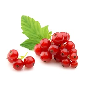 Groseilles fraîches biologiques en vrac riches en saveur naturelle et haute teneur nutritionnelle pour la vente en gros - Product Image 4