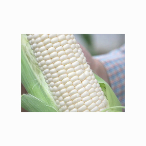 Maíz blanco de grado seco, sin OGM, apto para consumo humano y alimentación animal disponible con embalaje personalizado - Product Image 1