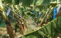 Fil de serre agricole multi-étages en PP vierge, résistant aux UV, au design innovant, favorisant la croissance saine des fruits