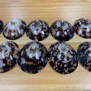 เปลือกหอยลิมเพ็ตทรงรีแท้จากเวียดนาม สำหรับทำถาดตกแต่งและเครื่องครัว ด้วยวัตถุดิบจากทะเล - Product Image 5