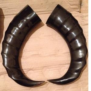 The Natural <b>Buffalo</b> <b>Horn</b> Best Quality in All Size Available - Product Image 1