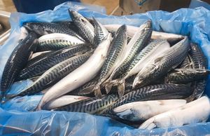 Pescado Atún Fresco Congelado del Pacífico de Alta Calidad, Envasado al Vacío, 10 kg, Precio Bajo, Venta al Por Mayor, Pedido a Granel, Entrega Rápida - Product Image 4