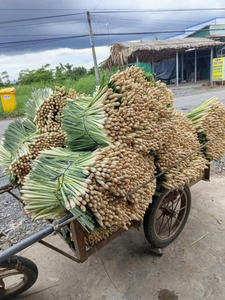 Vente en gros de citronnelle fraîche du Vietnam de haute qualité - Product Image 6