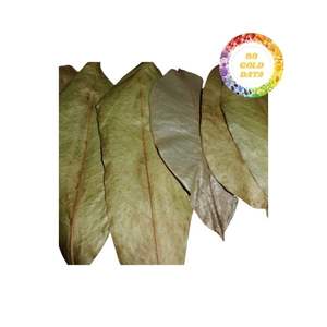 Hojas de Graviola secas de Guanábana rentables y confiables para exportación con precios especiales en compras por volumen - Product Image 1