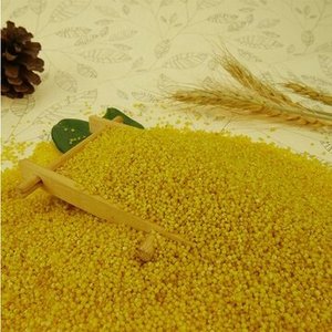 เมล็ดข้าวฟอกซ์เทลสีเหลืองออร์แกนิกคุณภาพสูง ไม่ขัดสี ปลอดสาร GMO ซูเปอร์ฟู้ดเพื่อสุขภาพ ขายส่งจำนวนมาก รับผลิตแบรนด์ส่วนตัว - Product Image 2