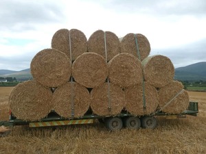 หญ้าแห้งแบบอัลฟัลฟาทิโมธีอัลฟัลฟาผสมหญ้าแห้ง - Product Image 3