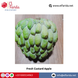 อุปทานขายส่งคุณภาพดีเยี่ยมขายดีที่สุดแอปเปิ้ลคัสตาร์ดผลไม้สดแสนอร่อยและเป็นธรรมชาติในราคาที่แข่งขันได้ - Product Image 2
