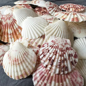 Véritable coquillages cauri d'Afrique de taille centrale Cypraea Annulus brut mélangé | Coquillages de mer naturels modernes pour la divination - Product Image 1