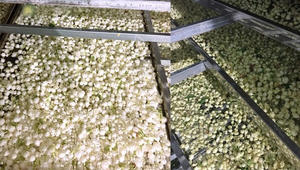 Must-Have de fleurs de jasmin séchées pour les thés floraux et l'artisanat du Vietnam 99 Gold Data - Caryln 0084935825297 - Product Image 3