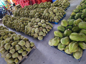 ผู้จัดจำหน่ายและผู้นำเข้าเนื้อทุเรียนแช่แข็งจากเวียดนาม - Product Image 5