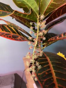 Fabricante al por mayor de fábrica de aceite esencial de crotón de grado terapéutico a granel con buen precio 100% aceite esencial de crotón puro - Product Image 2