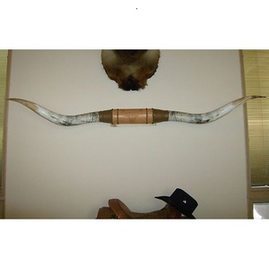 Decoración de Pared con Cuerno de Toro Indio, Cuerno de Búfalo, Estilo Animal Moderno y Ecológico - Product Image 2