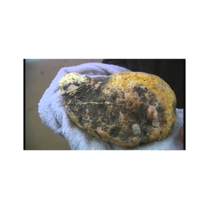 White Ambergris <b>Animal</b> <b>Extract</b> Capsules Bulk Lot for Cosmetic Use-High Quality Cheap Rate Custom Packaging - Product Image 5