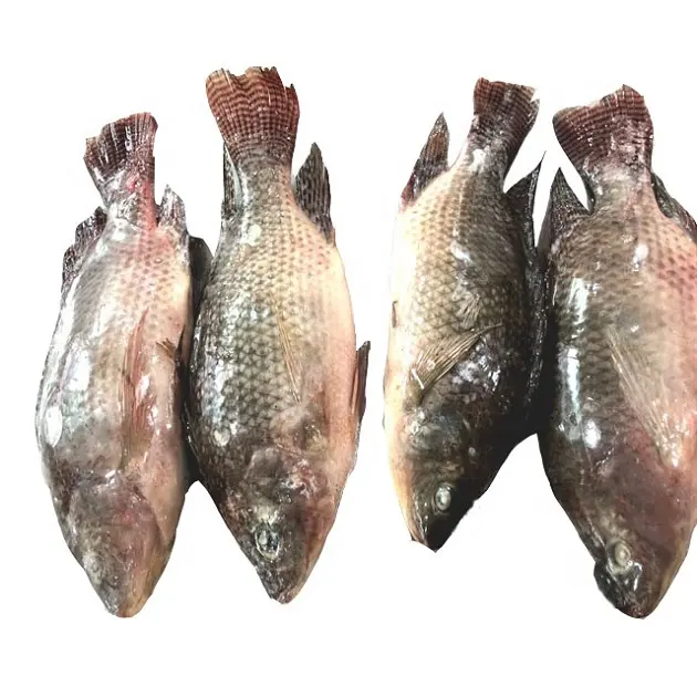 Dondurulmuş bütün Tilapia balık taze kırmızı siyah Tilapia