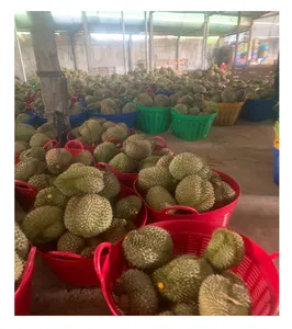 Bevroren Durian Premium Kwaliteit Gewas 2024 Iqf Bevroren Durian