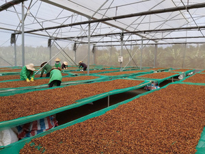 Cao chất lượng rang hạt cà phê rang đậu A2 từ Việt Nam - 500g 100% Arabica (tha1, Catimor) vừa rang vị đắng - Product Image 5