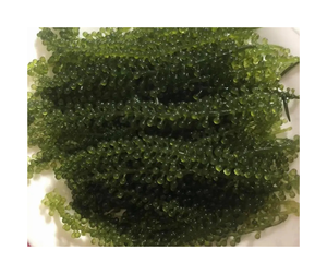 Deshidratar la uva marina de Vietnam Deshidratar la uva Marina crujiente y seca, perfecta para ensaladas de sushi y platos de mariscos para exportación - Product Image 2