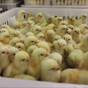 Day-Old Sussex y Plymouth Rock Chicks Aves de corral ponedoras de huevos de primera calidad - Product Image 1