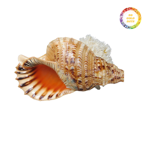 Shell de mer de trompette à haute brillance-Idéal pour la fabrication de bijoux, l'art de la résine et les thèmes de l'océan - Product Image 6