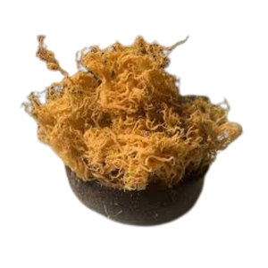 MEILLEUR PRIX GEL DE MOUSSE DE MER NATURELLE DE MOUSSE DE MER EXPORTATION EN GROS EUCHEUMA COTTONII PRODUITS PHYSIOLOGIQUES SAEMOSS NATUREL DU VIETNAM - Product Image 3