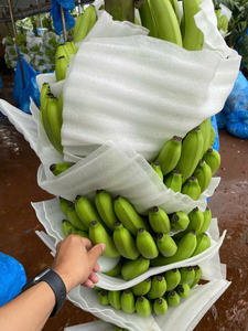 Suministro de plátano fresco de Vietnam para importadores, tamaño uniforme, piel limpia, larga vida útil - Product Image 2