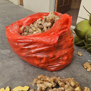 Racine de gingembre fraîche naturelle du Vietnam riche en saveurs et en nutriments pour le thé et les applications de médecine traditionnelle - Product Image 6