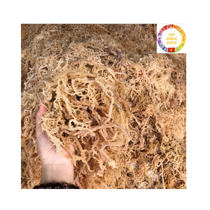 สาหร่ายทะเลสีม่วงและสีทองออร์แกนิกแห้งสาหร่ายไอริชคุณภาพสูงส่งออกจากเวียดนาม - Product Image 5
