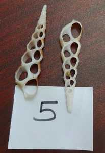 Conchas de mar cauri de corte natural hechas a medida disponibles en varios tamaños adecuados para la reventa ideal para joyería - Product Image 2