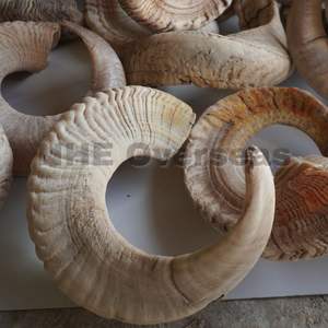 เขี้ยวแกะธรรมชาติทั้งหมดสำหรับสุนัขเคี้ยวอย่างยาวนานให้การรักษาที่ดีต่อสุขภาพรองรับฟันที่แข็งแรงและเหงือกที่แข็งแรง - Product Image 3