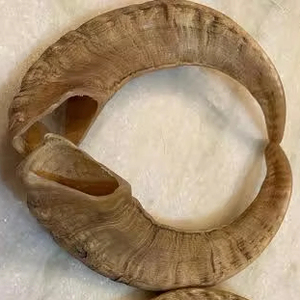 100% Natural Ram Horn Par Tamaño largo con la mejor calidad y Ram Shofar Horn Tamaño personalizado Precio al por mayor por artesanía hecha a mano - Product Image 4