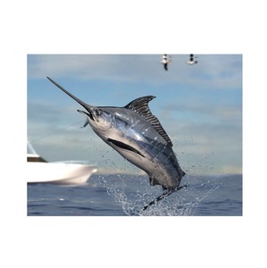 Prix le plus bas HGT Frozen Sword Frozen Marlin Fish Sail peau lisse huile de poisson Qualité supérieure Quantité en vrac pour les exportations - Product Image 4