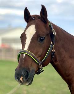 Halter cosido de lujo con relleno. Mejillas planas - Product Image 1