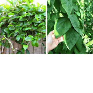 Mesona chinensis วุ้นหญ้าแห้งสำหรับทำวุ้นจากเวียดนาม - Product Image 2