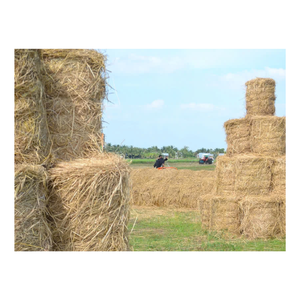 Paja de arroz de paja de trigo seca ecológica de alta calidad para alimentación animal Precio más bajo de Vigi Farm - Product Image 1