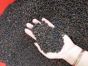 Poivre noir du Vietnam Binh Duong usine Mme Quincy Whatsapp - Product Image 4