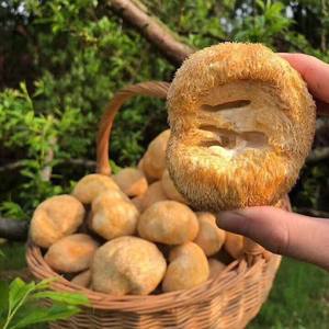 Hongo Melena de León Seco de Vietnam al por Mayor / Proveedor a Granel de Hericium Erinaceus - Product Image 1