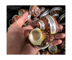 Décoration Artisanat Coquillage Coquillage Naturel Poli - Product Image 3